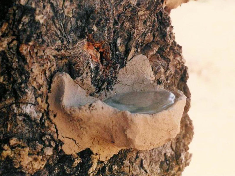 Mastic Essential Oil 30ml Bottle